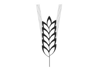Khorasan Weizen Feld